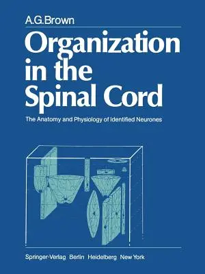 Organisation im Rückenmark: Die Anatomie und Physiologie identifizierter Neuronen - Organization in the Spinal Cord: The Anatomy and Physiology of Identified Neurones