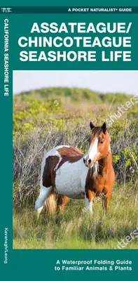 Assateague/Chincoteague Seashore Life - Ein wasserfester Faltführer für vertraute Tiere und Pflanzen - Assateague/Chincoteague Seashore Life - A Waterproof Folding Guide to Familiar Animals & Plants