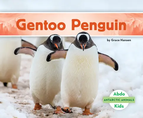 Eselspinguin - Gentoo Penguin