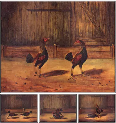 Die Zucht und Haltung von Kampfhähnen - The Breeding and Management of Fighting Cocks