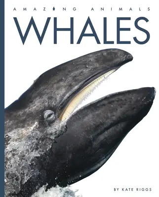 Wale - Whales