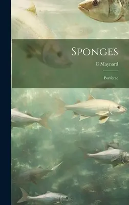 Schwämme; Poriferen - Sponges; Poriferae