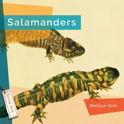 Salamander - Salamanders