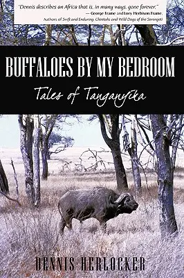 Büffel neben meinem Schlafzimmer - Buffaloes by My Bedroom