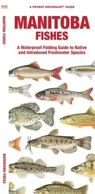 Manitoba-Fische: Ein wasserdichtes Faltbuch für einheimische und eingeführte Süßwasserarten - Manitoba Fishes: A Waterproof Folding Guide to Native and Introduced Freshwater Species