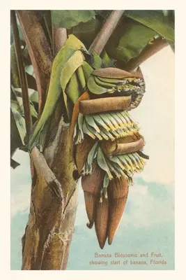 Oldtimer-Journal Bananenblüte, Florida - Vintage Journal Banana Blossom, Florida