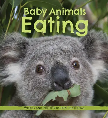 Tierbabys beim Fressen - Baby Animals Eating