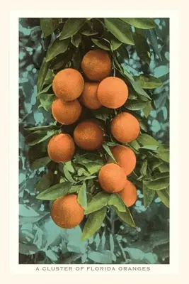 Jahrgangsjournal Florida-Orangen - Vintage Journal Florida Oranges