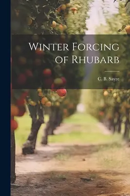 Wintertrieb von Rhabarber - Winter Forcing of Rhubarb