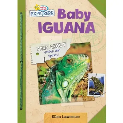 Baby-Leguan - Baby Iguana