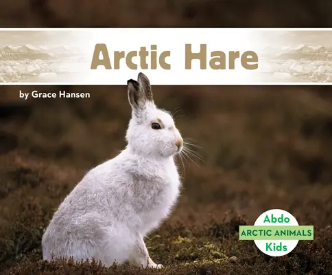Arktischer Hase - Arctic Hare