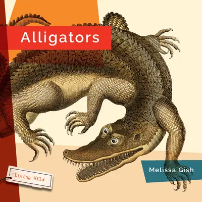 Alligatoren - Alligators