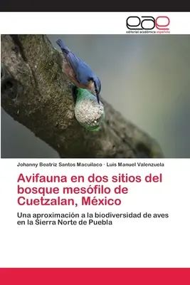 Avifauna an zwei Orten im Mesfilo-Boskosmos von Cuetzalan, Mexiko - Avifauna en dos sitios del bosque mesfilo de Cuetzalan, Mxico