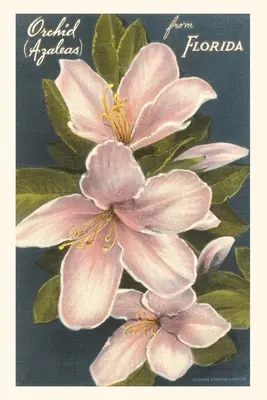 Jahrgangsjournal Orchideen-Azaleen, Florida - Vintage Journal Orchid Azaleas, Florida