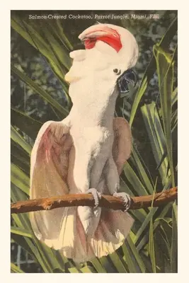 Jahrgangsjournal Lachshauben-Kakadu, Florida - Vintage Journal Salmon-Crested Cockatoo, Florida