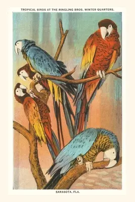 Jahrgangsjournal Aras, Sarasota, Florida - Vintage Journal Macaws, Sarasota, Florida