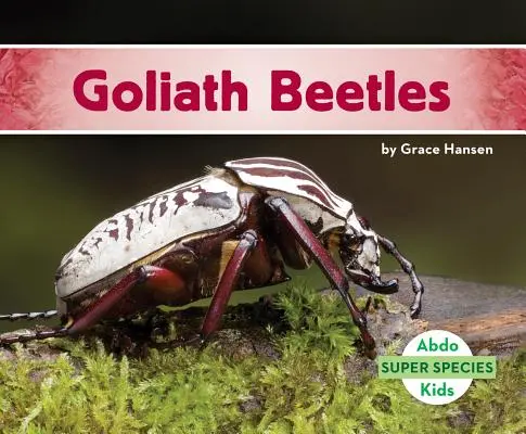 Goliath-Käfer - Goliath Beetles