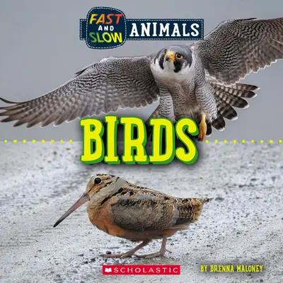 Schnell und langsam: Vögel (Wilde Welt) - Fast and Slow: Birds (Wild World)