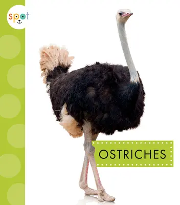 Strauße - Ostriches