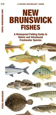 New Brunswick Fishes: Ein wasserdichtes Faltbuch für einheimische und eingeführte Süßwasserarten - New Brunswick Fishes: A Waterproof Folding Guide to Native and Introduced Freshwater Species