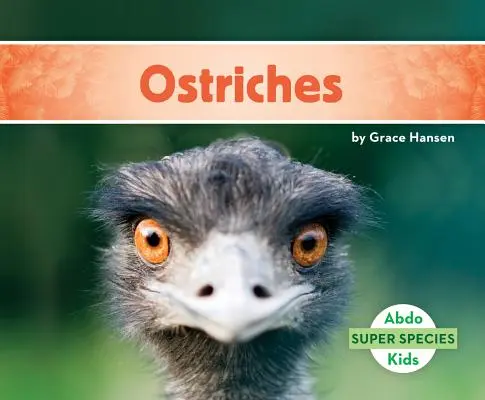 Strauße - Ostriches