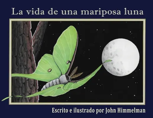 Das Leben einer Mariposa Luna - La vida de una mariposa luna