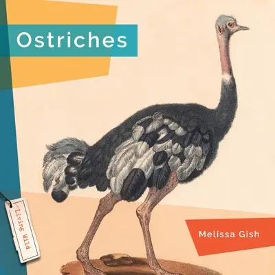 Strauße - Ostriches