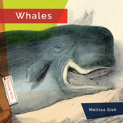 Wale - Whales