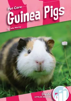 Meerschweinchen - Guinea Pigs