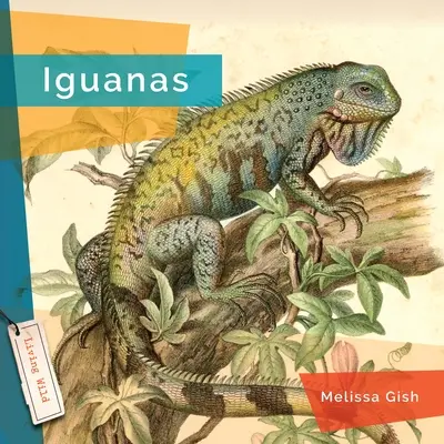 Leguane - Iguanas