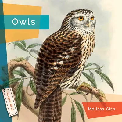 Eulen - Owls