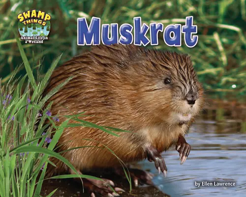 Bisamratte - Muskrat