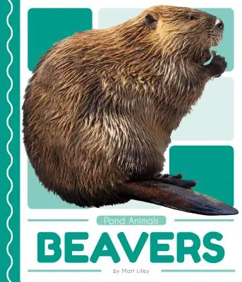 Biber - Beavers