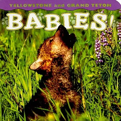 Yellowstone- und Grand Teton-Babys! - Yellowstone and Grand Teton Babies!