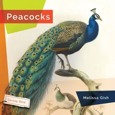 Pfaue - Peacocks