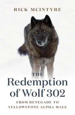 Die Erlösung von Wolf 302: Vom Abtrünnigen zum Yellowstone-Alphamännchen - The Redemption of Wolf 302: From Renegade to Yellowstone Alpha Male