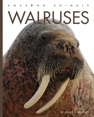 Walrösser - Walruses