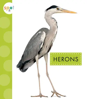 Reiher - Herons