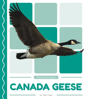 Kanadagänse - Canada Geese