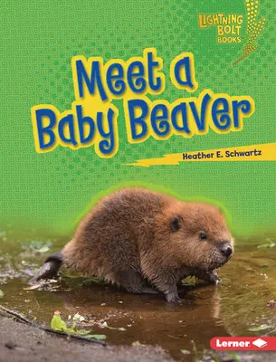 Einem Baby-Biber begegnen - Meet a Baby Beaver