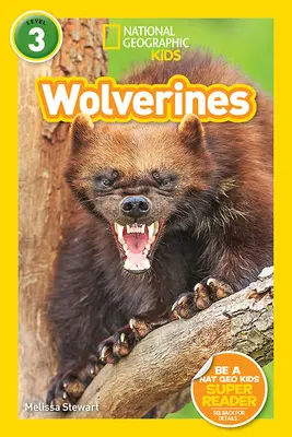 National Geographic Readers: Vielfraße - National Geographic Readers: Wolverines